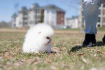 Teacup Pomeranian puppies Available