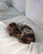 Dachshund puppies