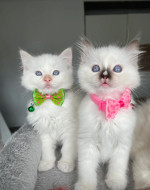 READY TO GO! Pure Ragdoll kittens ready to leave