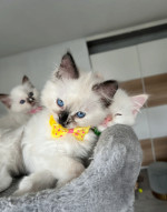 READY TO GO! Pure Ragdoll kittens ready to leave