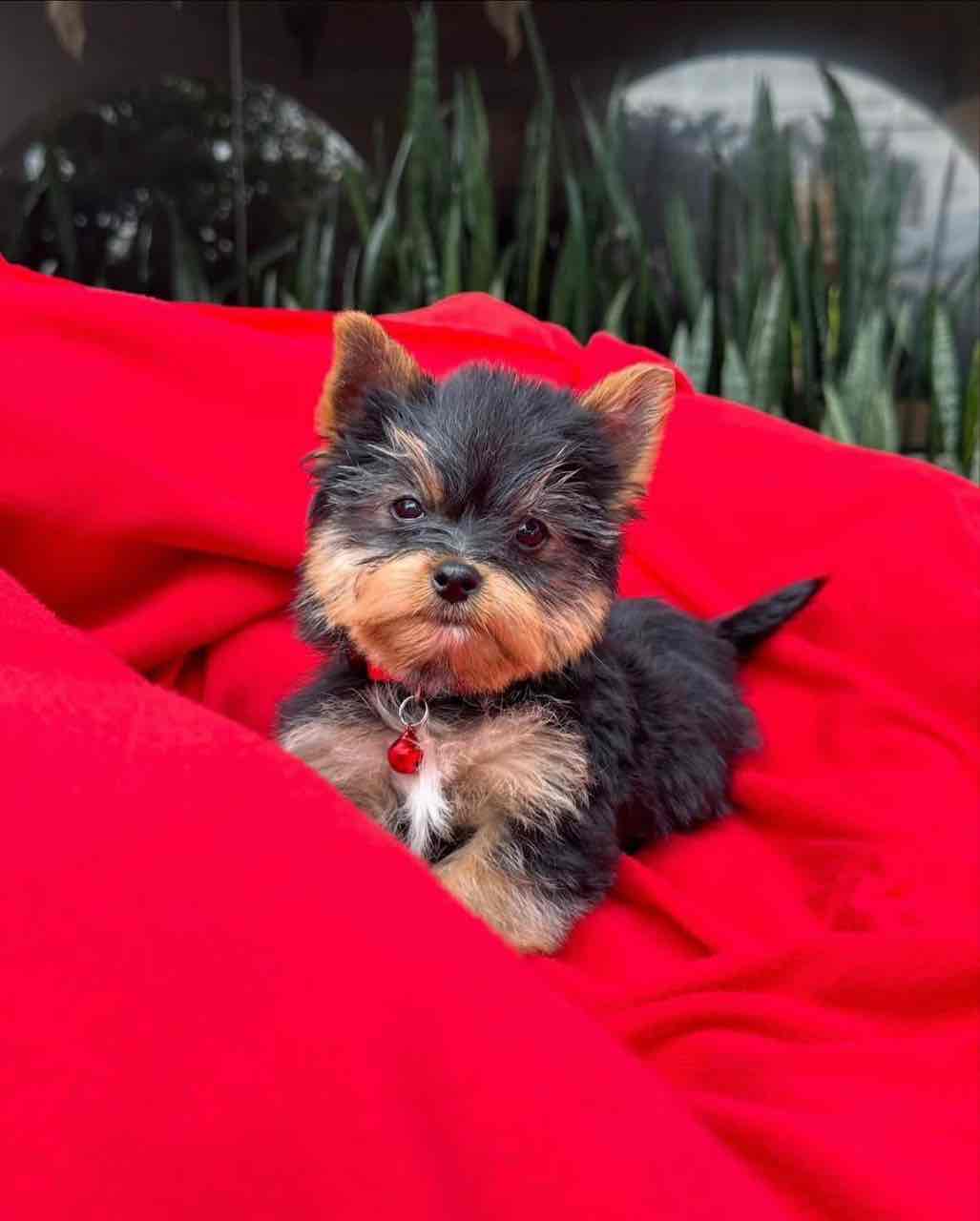 Lost Money on Puppies Before? Here’s a Safer Way to Buy