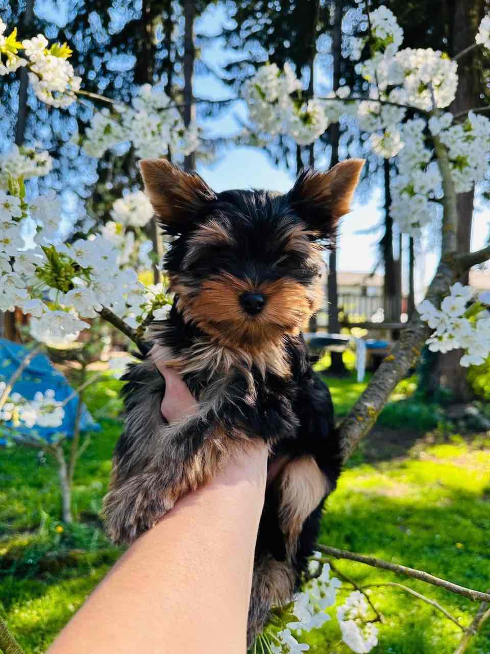 Lost Money on Puppies Before? Here’s a Safer Way to Buy