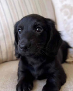Dachshund puppies for adoption and rehoming