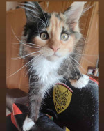 Maincoon kittens for adoption