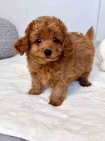 3 beautiful Maltipoo puppies.