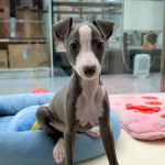 Italian Greyhound girl