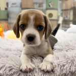 Beagle girl