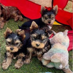 FREE PUPPIES@ they are yorkies mixed with love!! We can't keep 5 puppies sadly.. so they are in need of good homes!!. Only rehoming fee please dm me