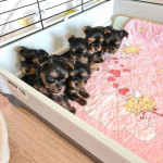 FREE PUPPIES@ they are yorkies mixed with love!! We can't keep 5 puppies sadly.. so they are in need of good homes!!. Only rehoming fee please dm me