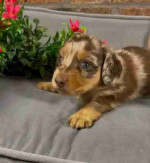 Miniature dachshund puppy