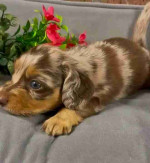 Miniature dachshund puppy