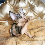 Rare Sphynx Kittens for Sale - Get Yours Today