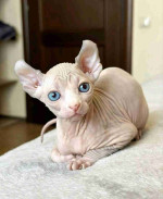 Rare Sphynx Kittens for Sale - Get Yours Today