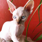 Rare Sphynx and Abyssinian Kittens for Sale - Get Yours Today!