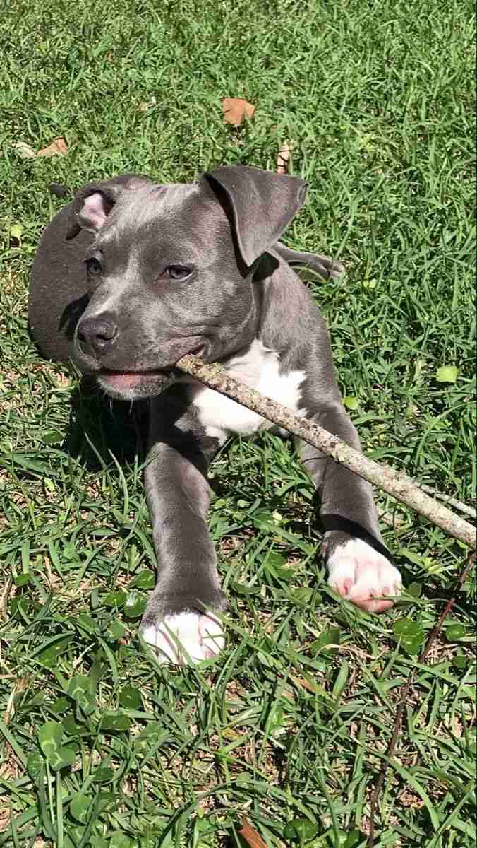 Dog
