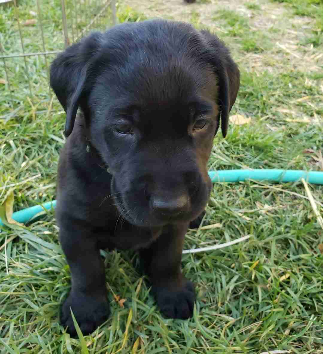 Labrador