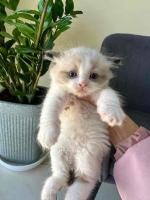 This charming little kitten is ready to find its forever home!