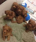 Teacup poodle puppies