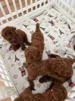 Teacup poodle puppies