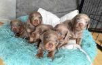 Adorable miniature dachshund puppies for sale