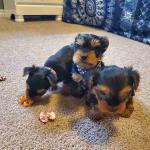 Yorkie mini puppies original a la venta