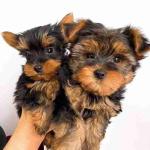 Yorkshire terrier cafe with black for sale