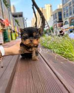 13 week Yorkies dogs for sale