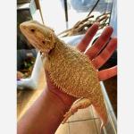 Bearded Dragons